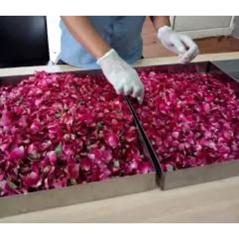  Blooms Dry Rose 